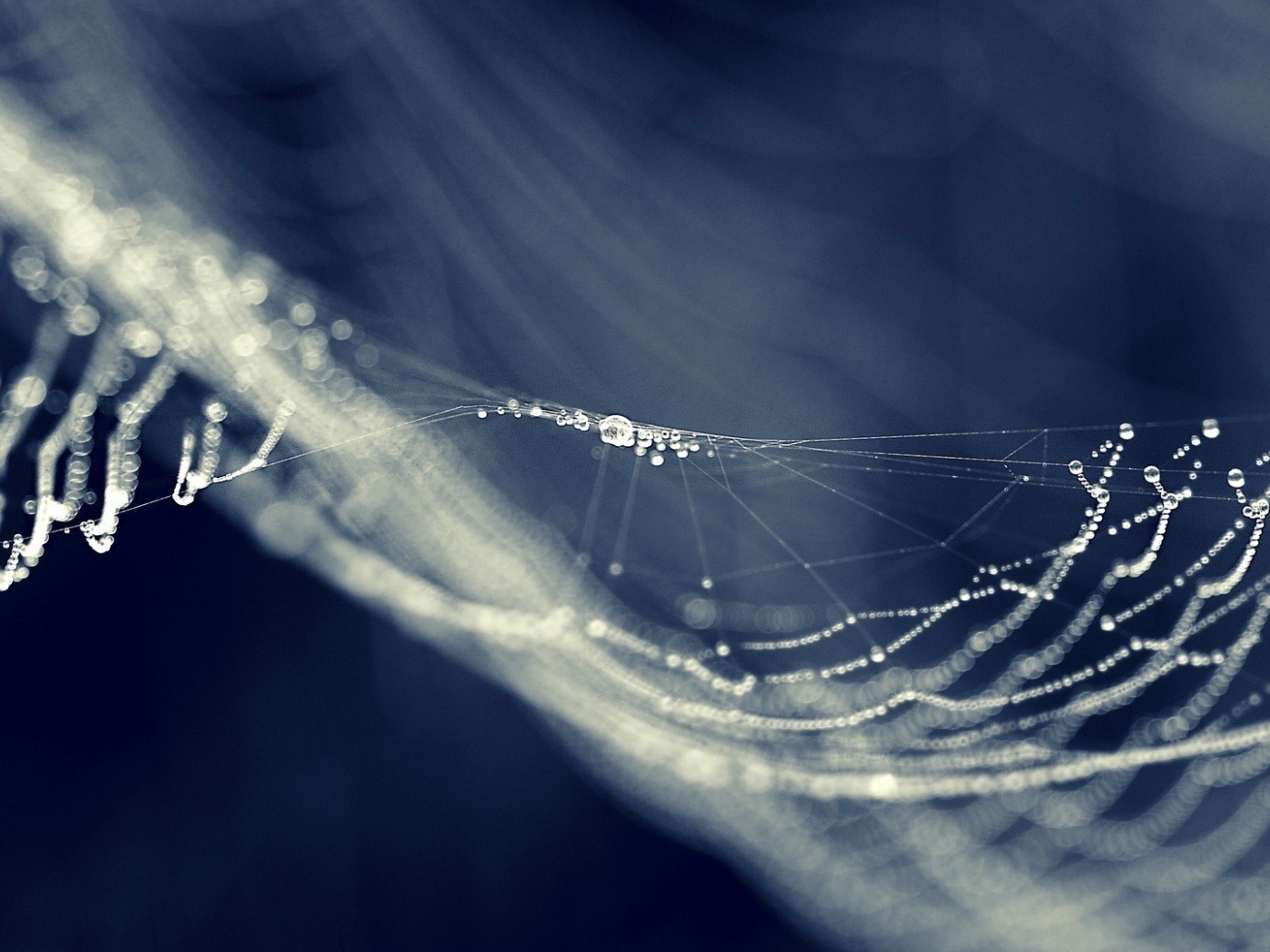 Паутина провисла от влаги