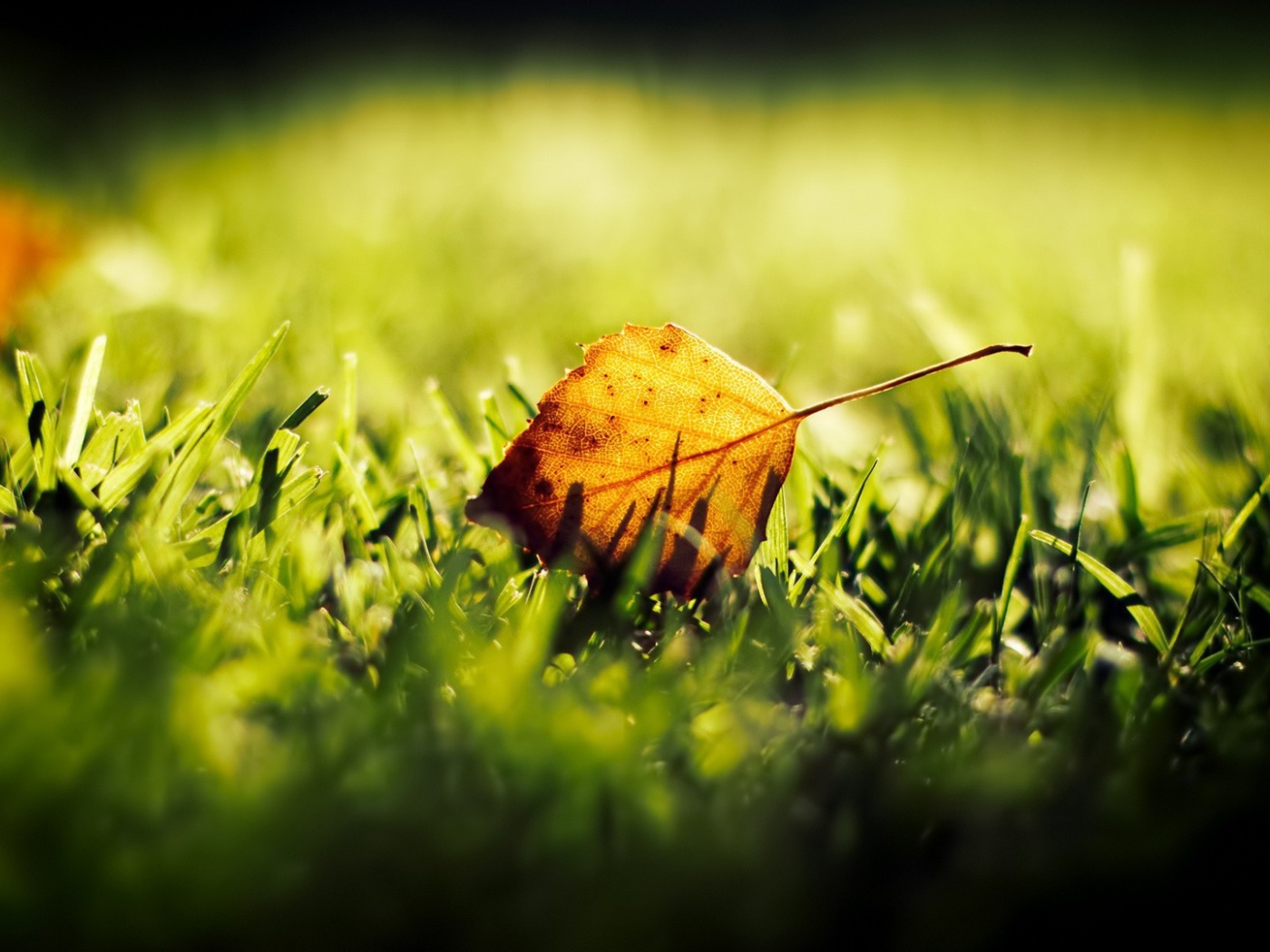Желтый лист на зеленой траве