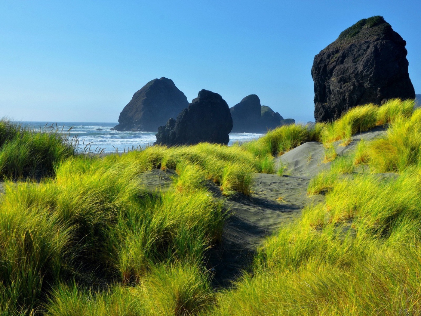 Нежная зелень на сером песке у моря