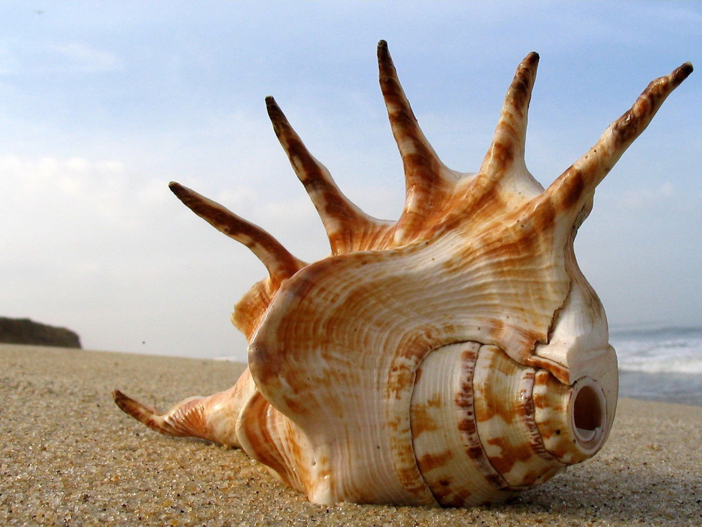 Большая раковина на пляже