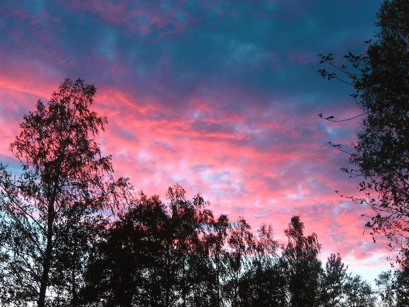 Розовые облака над деревьями