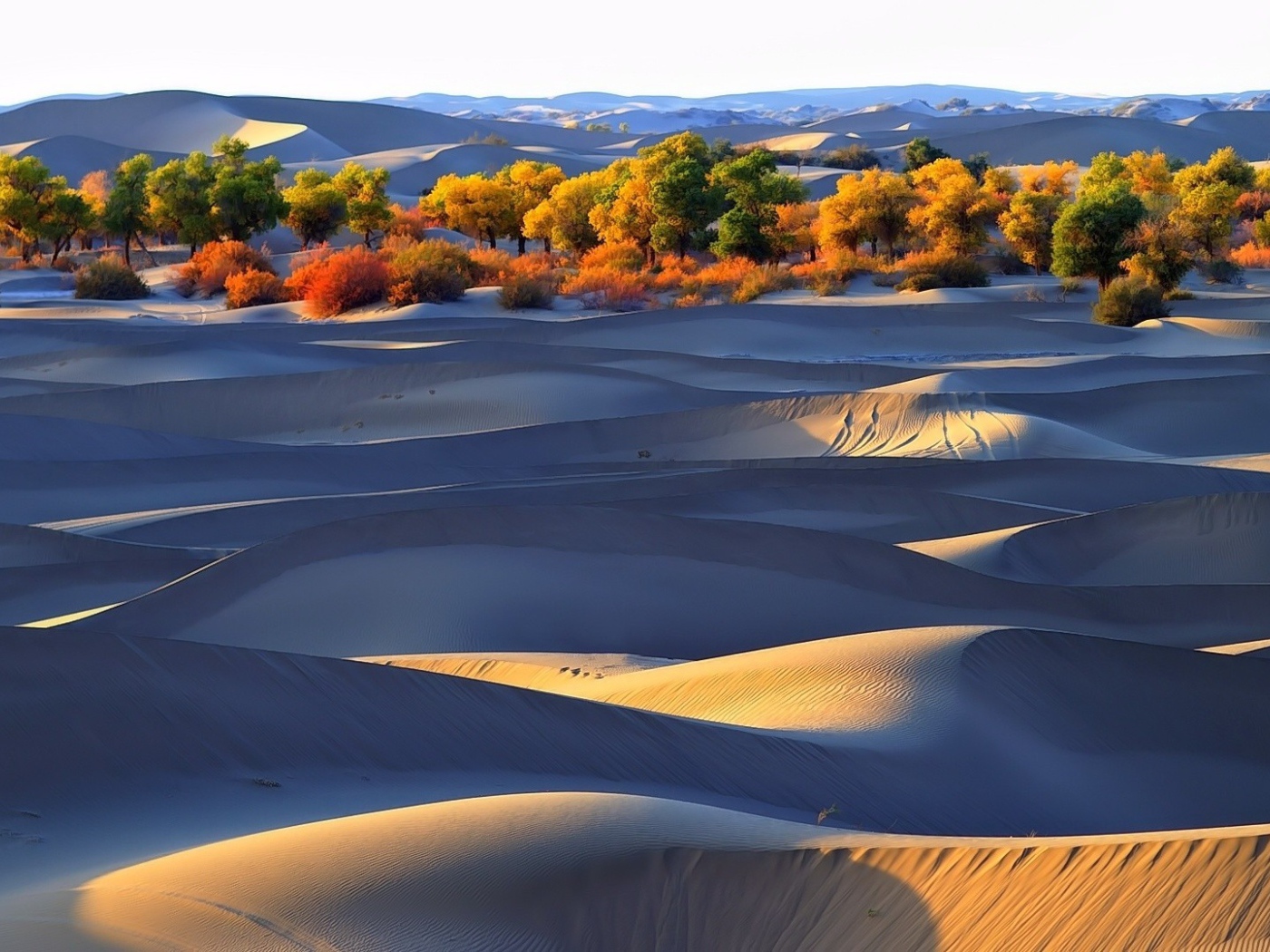 Деревья оазиса среди песков
