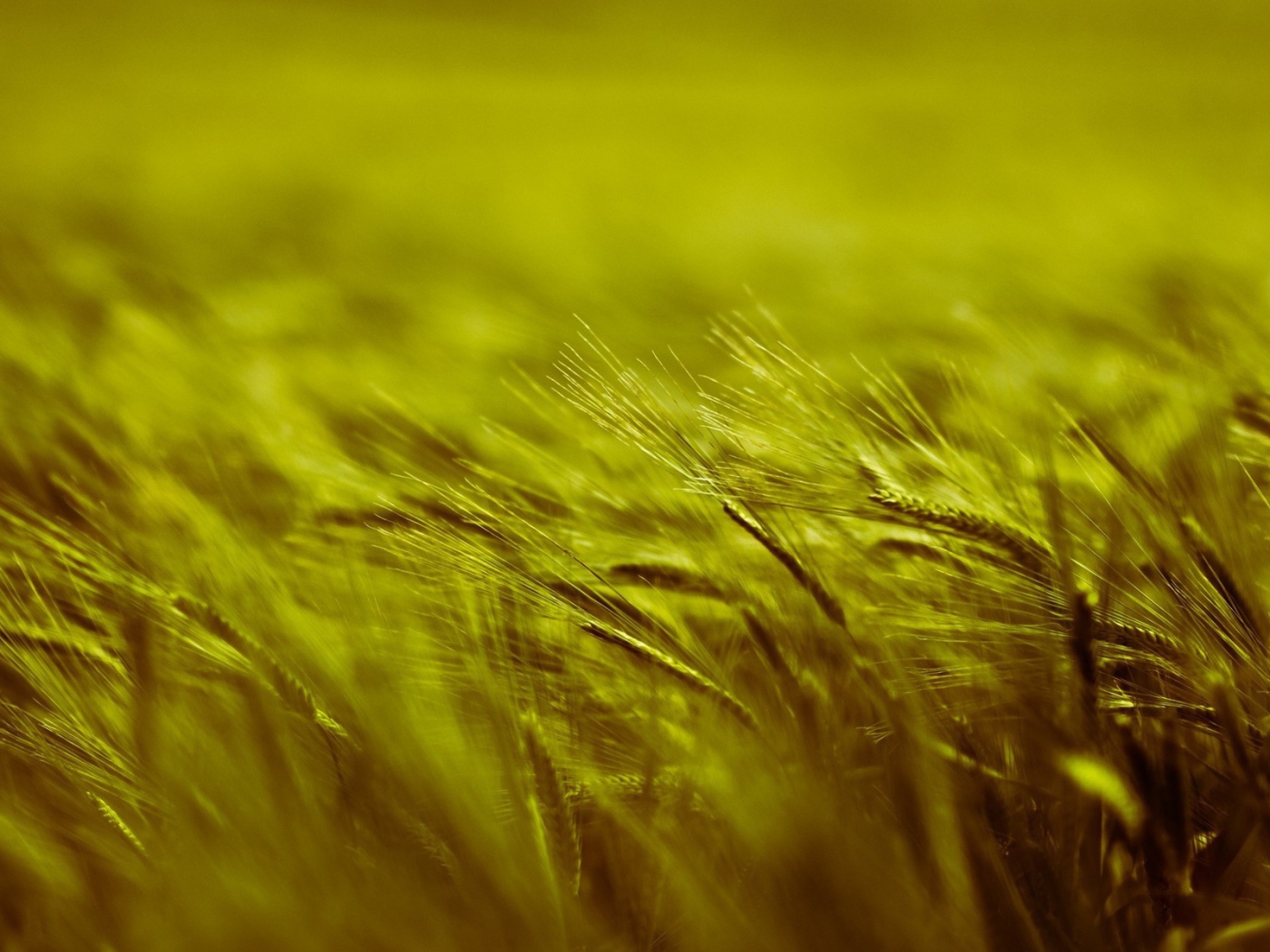 Поле пшеницы во время ветра