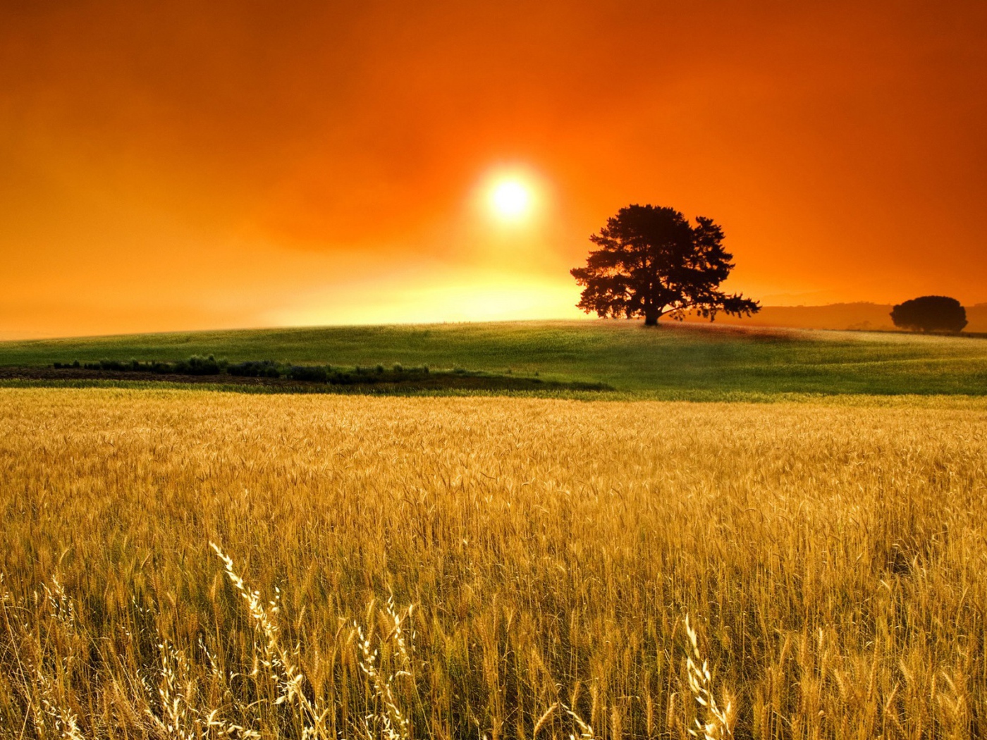 Поле пшеницы под оранжевым небом