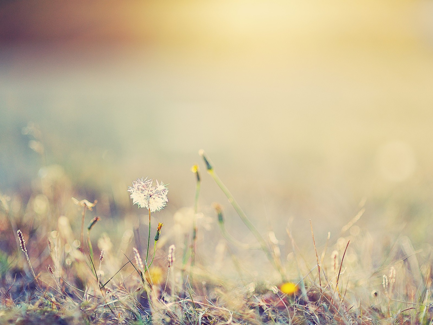 Одинокий одуванчик в поле