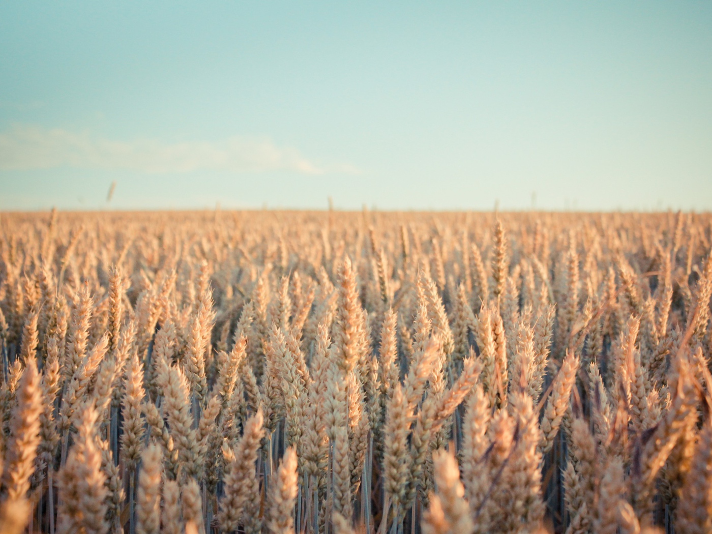 Бескрайнее поле созревшей пшеницы
