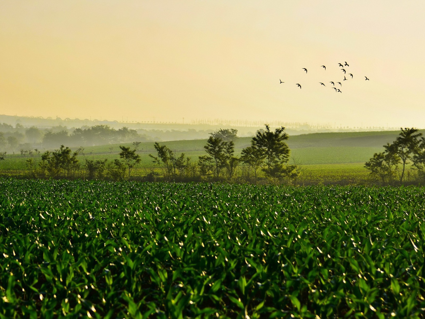 Поле молодых ростков чая
