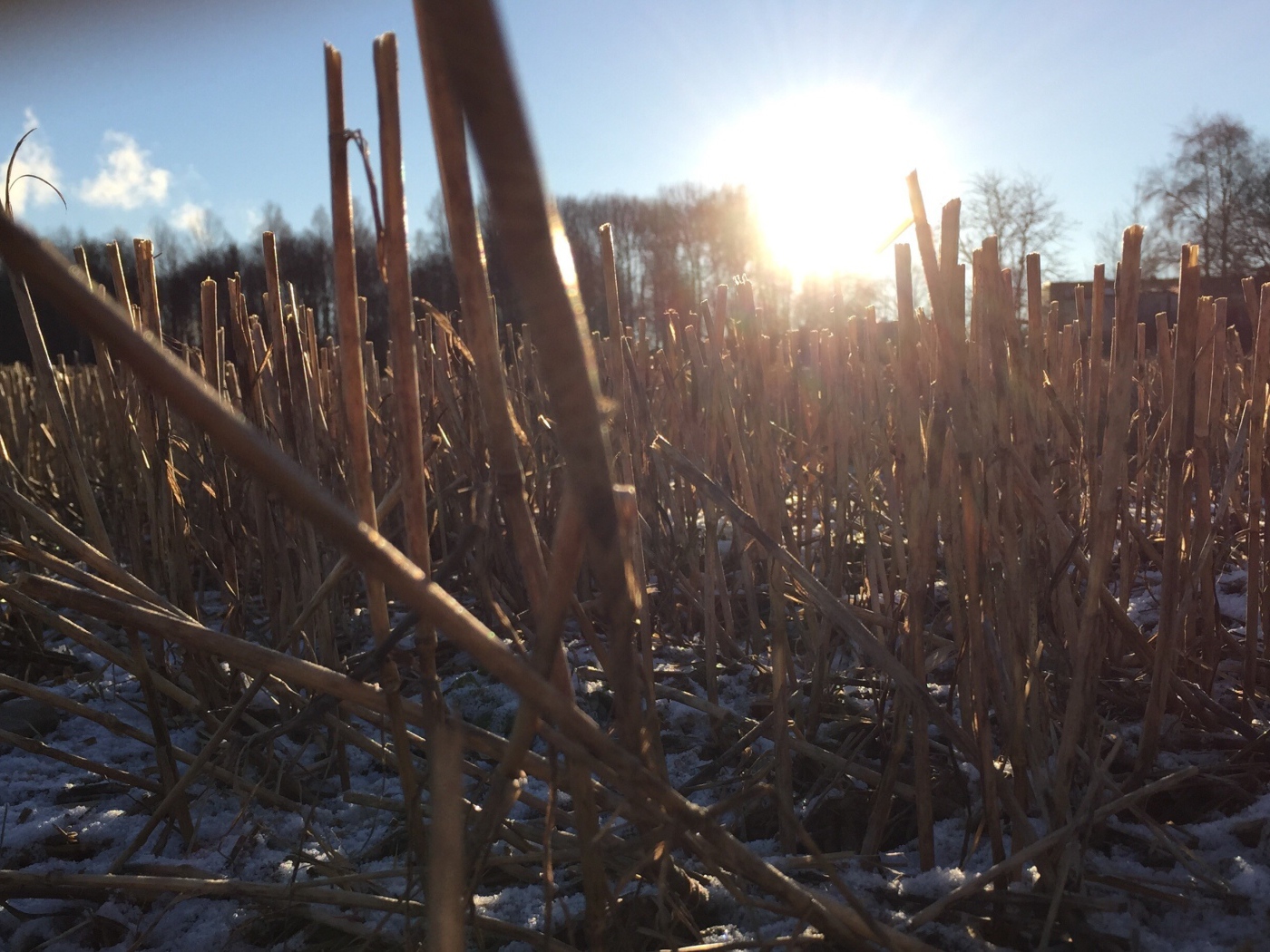 Первый снег на убранном поле