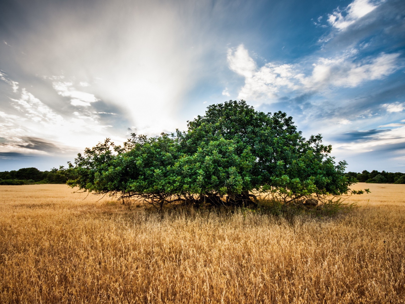 Зеленое дерево среди поля, фото HDR