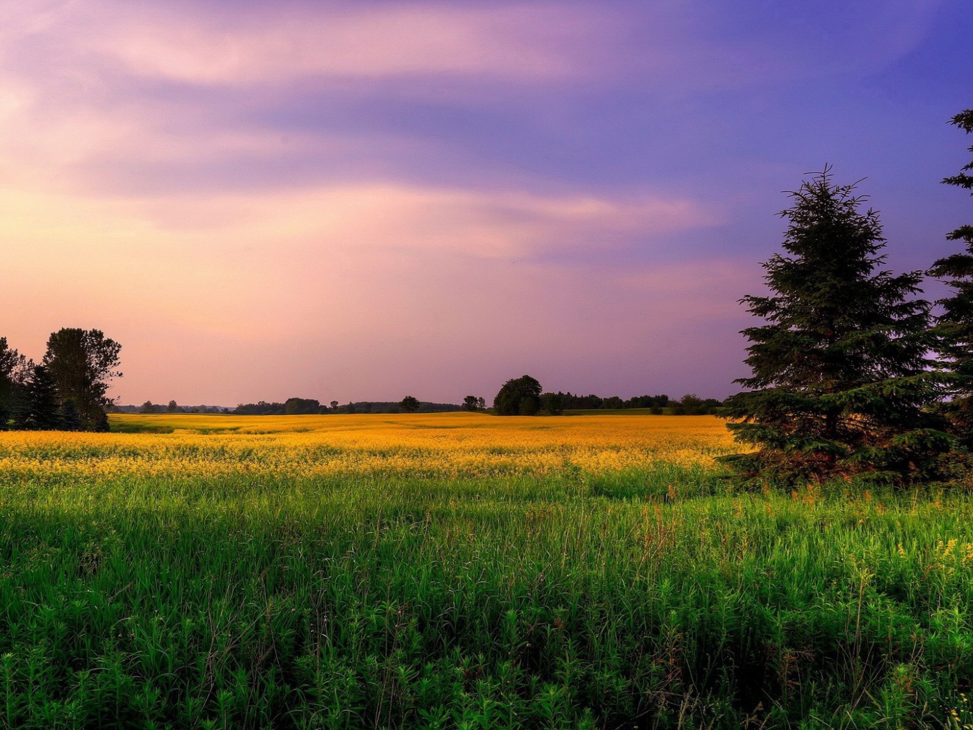 Сиреневое небо над желтым полем