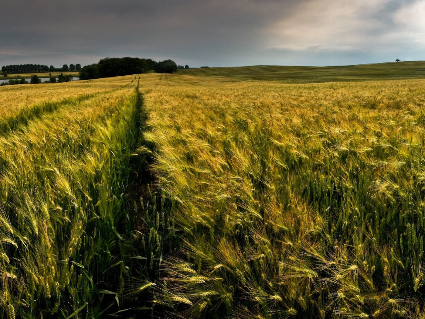 Ровные ряды колосков зеленой пшеницы