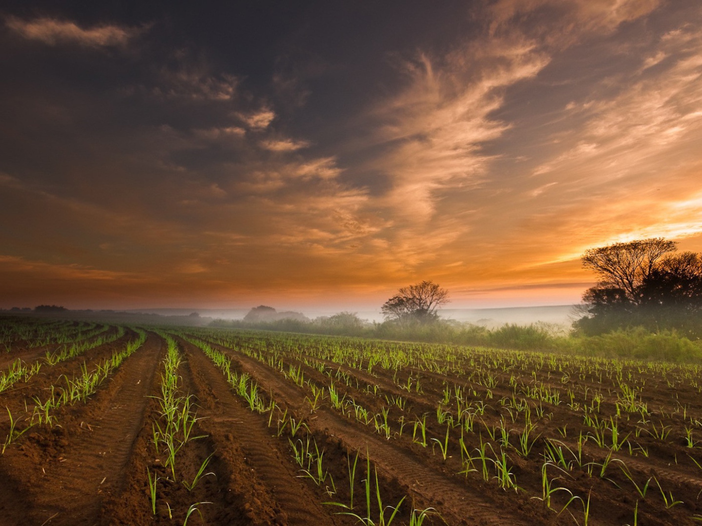 Ровные ряды молодых ростков кукурузы
