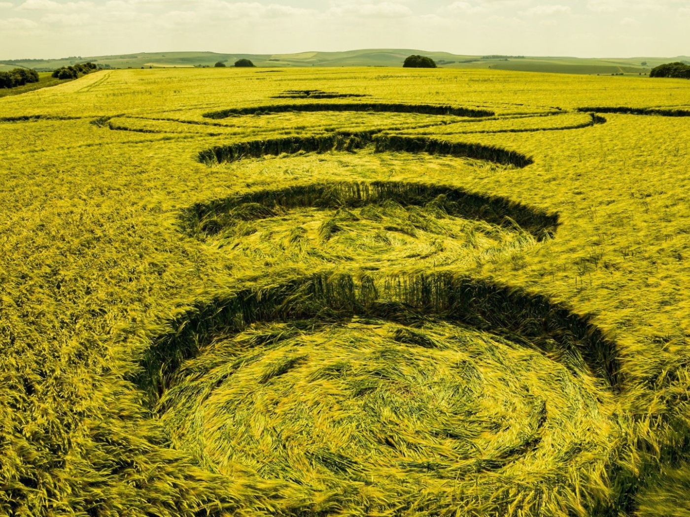 Следы посадки НЛО на пшеничном поле