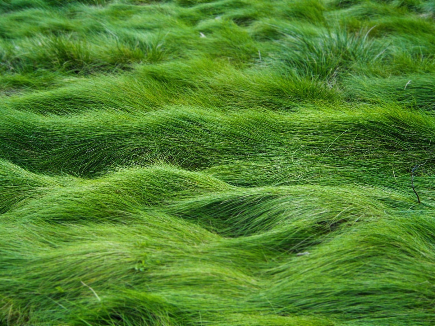 Волны травы под ветром в поле