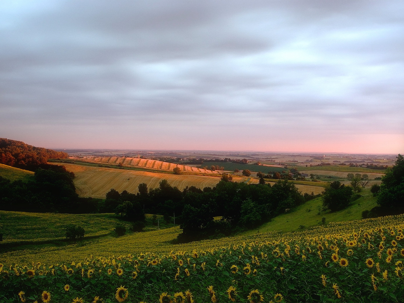 Поле подсолнечника на холмах