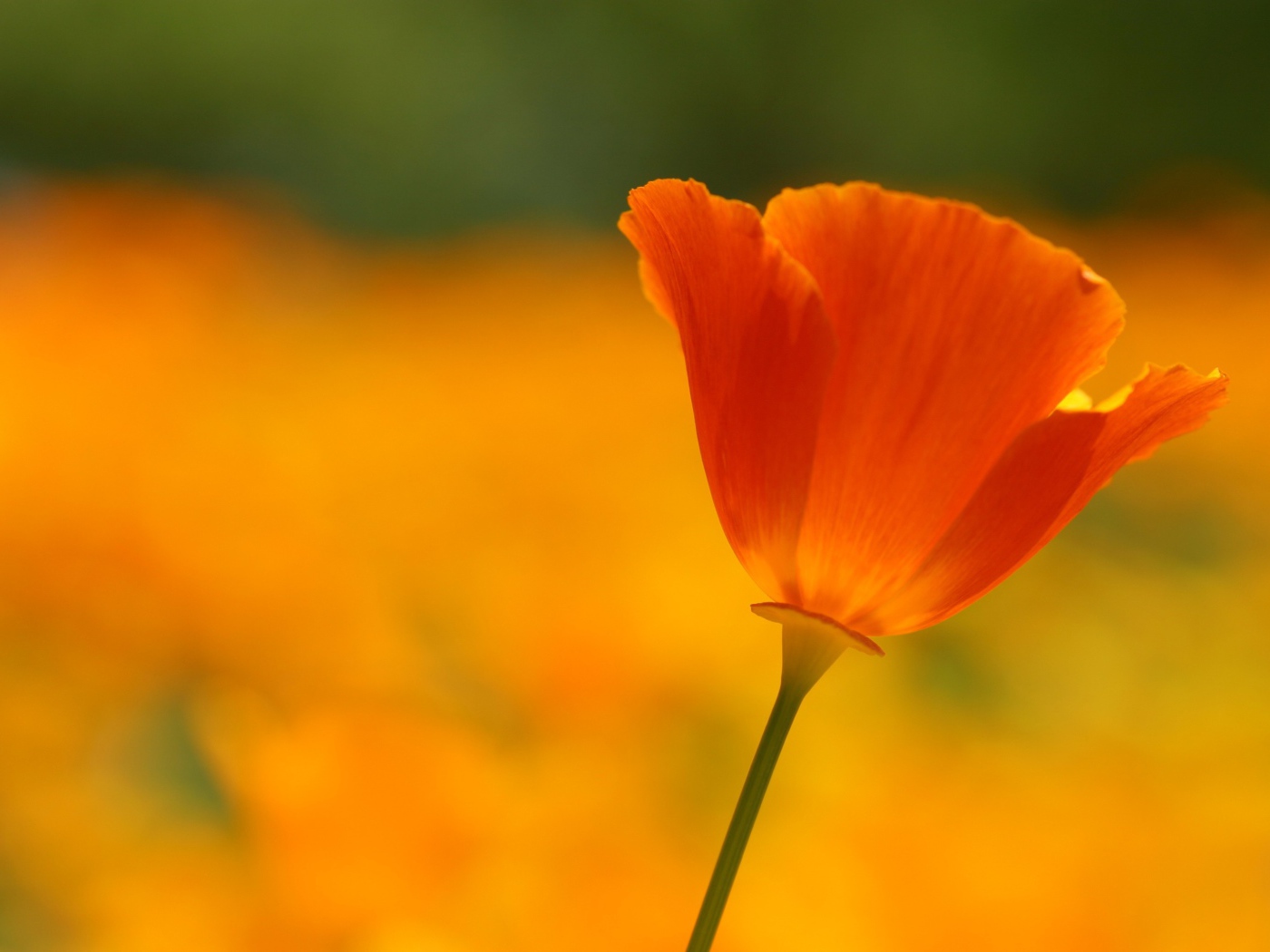 Одинокий красный цветок