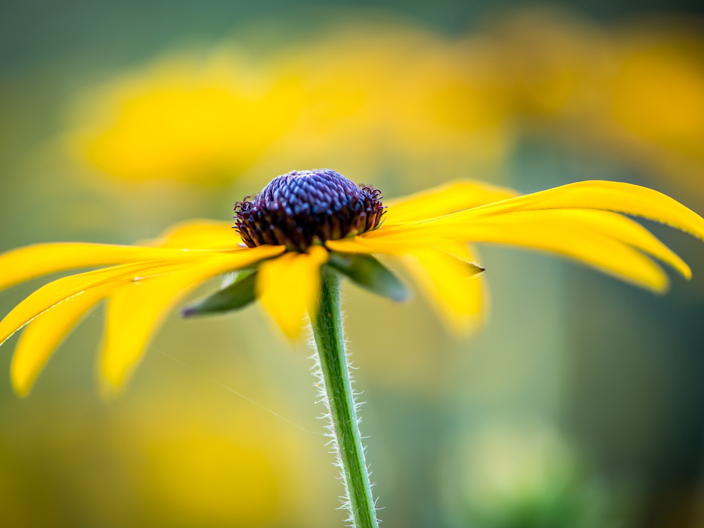 Черная сердцевина желтой ромашки
