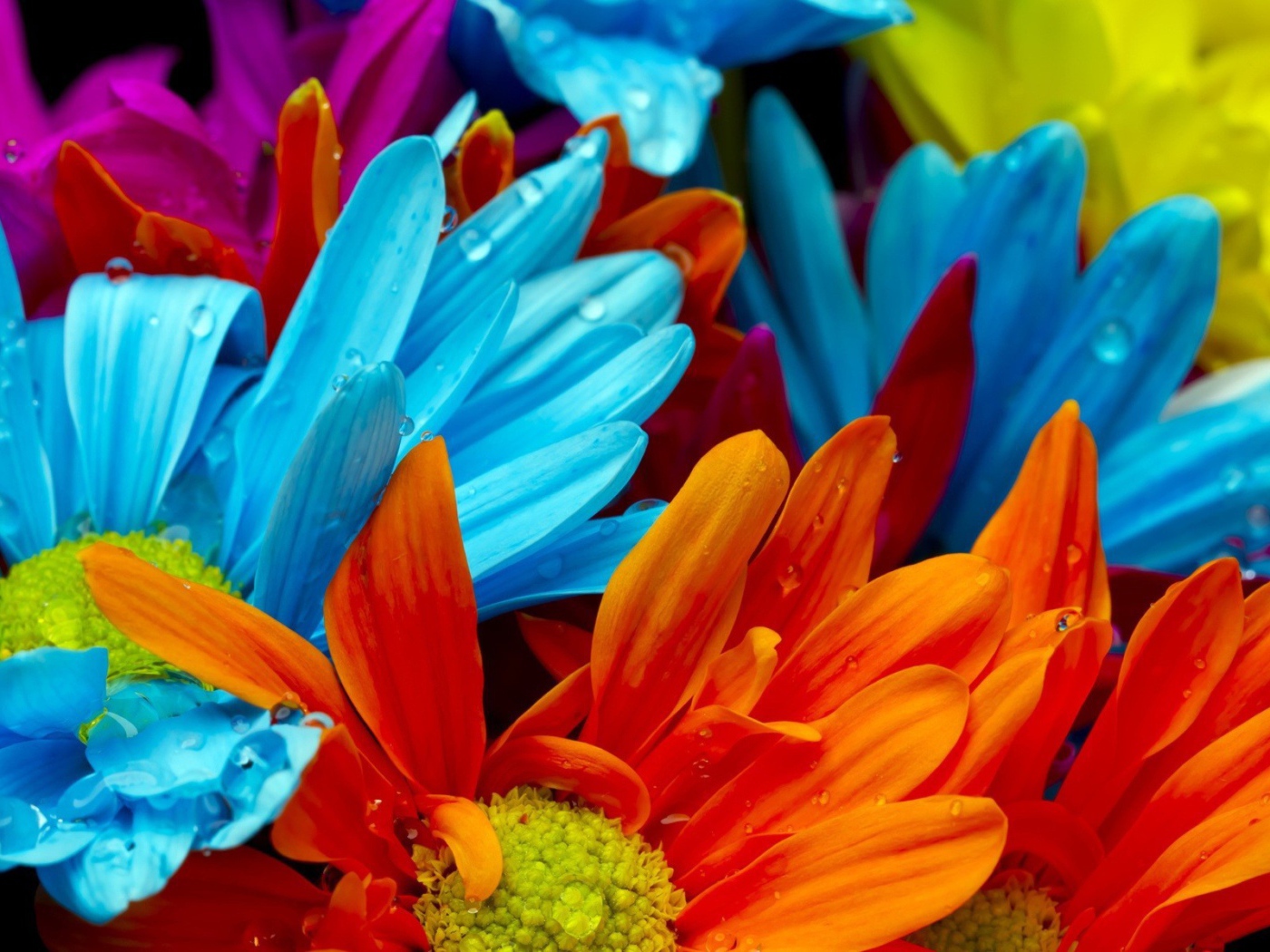 Голубые и оранжевые цветы в росе