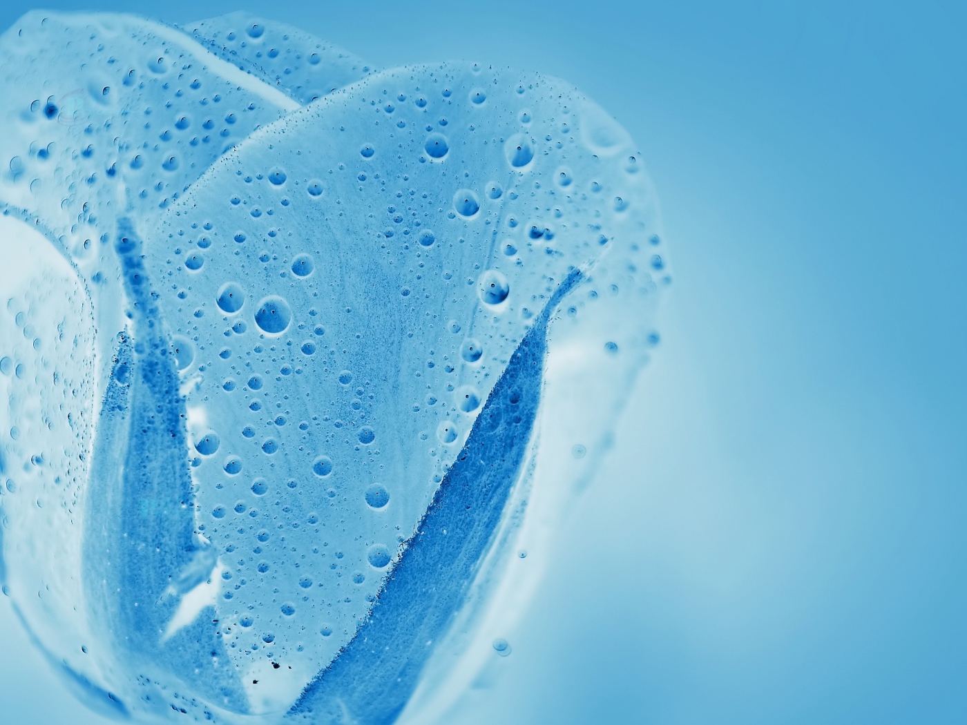 Голубой прозрачный тюльпан