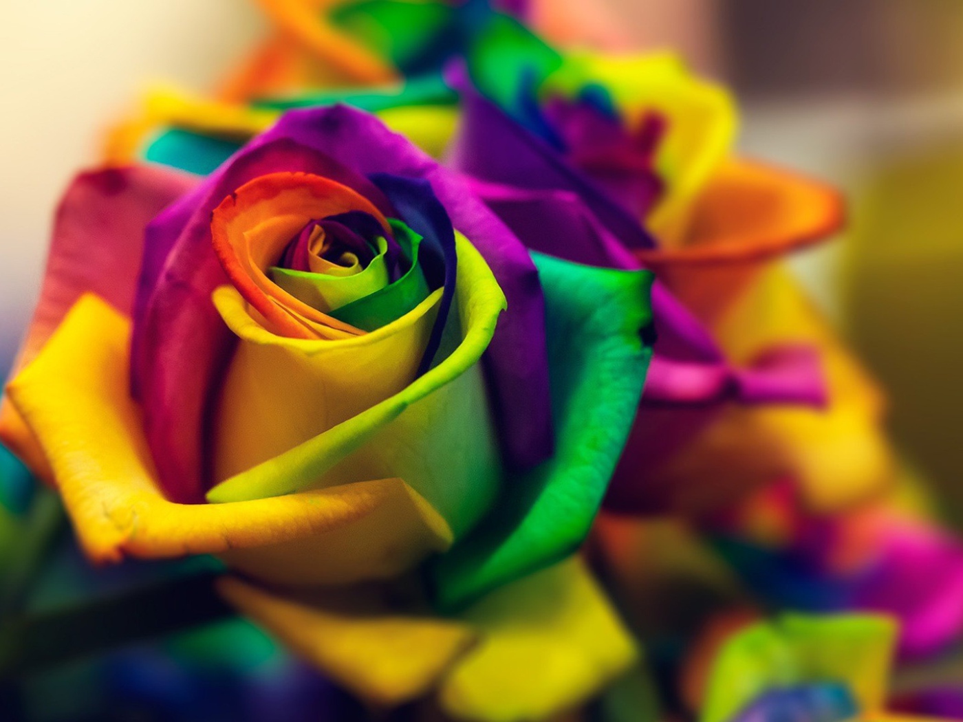 Яркая роза с лепестками разного цвета