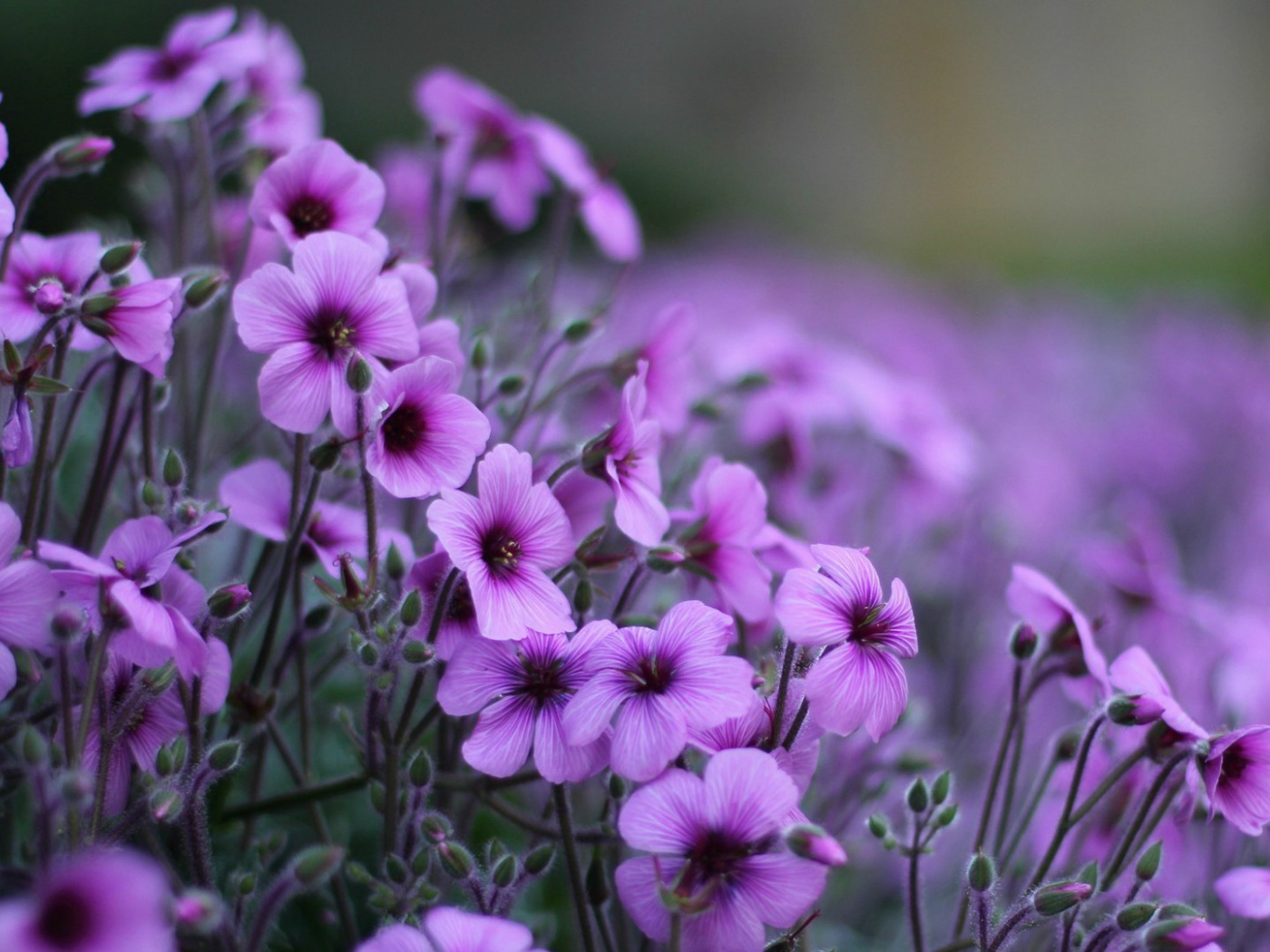 Нежные цветы герани