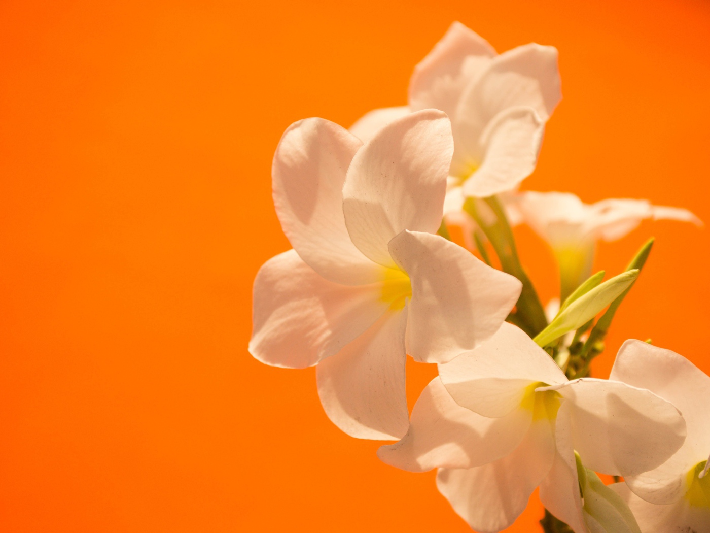 Нежные белые цветы на оранжевом фоне