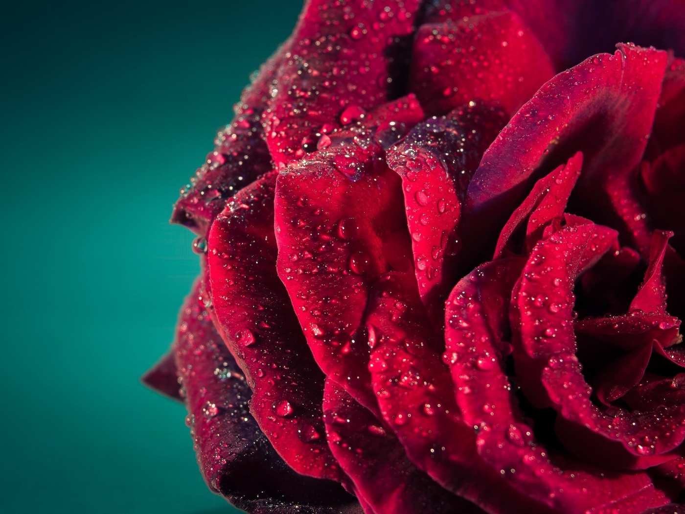 Роса на лепестках красной розы