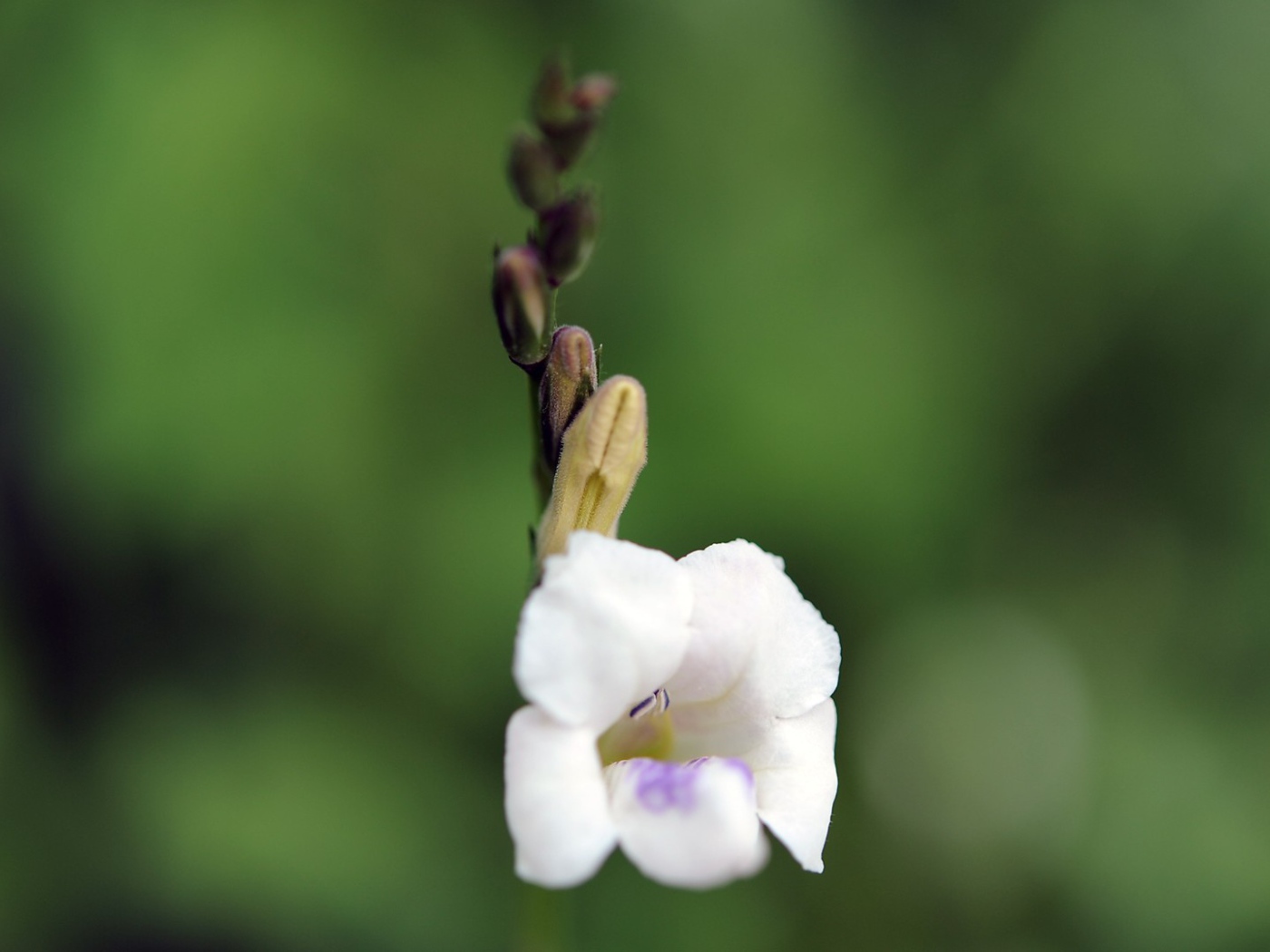 Цветок только что распустился