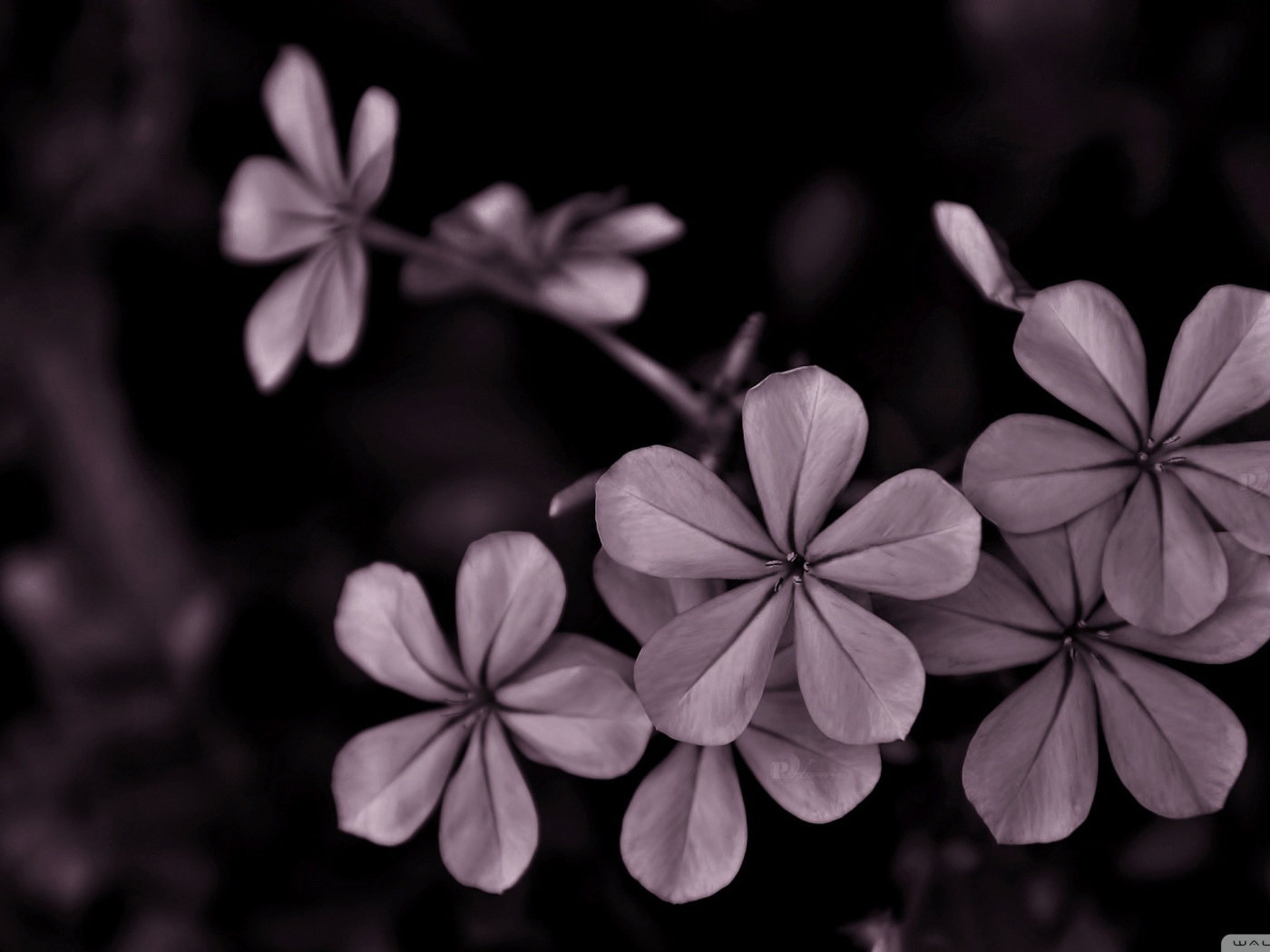 Серые цветы на черном фоне