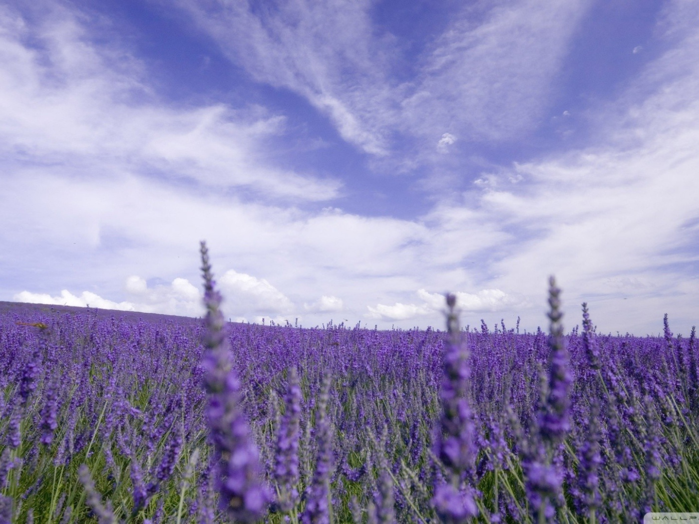 Цветы лаванды под облачным небом