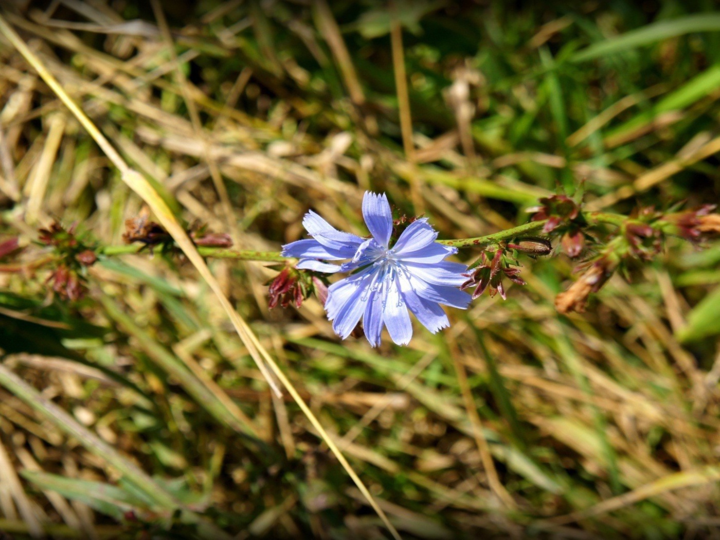Одинокий голубой цветок цикория