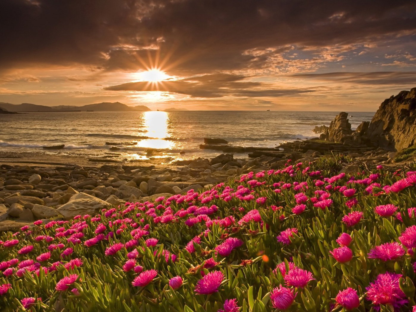 Розовые цветы у берега моря на закате