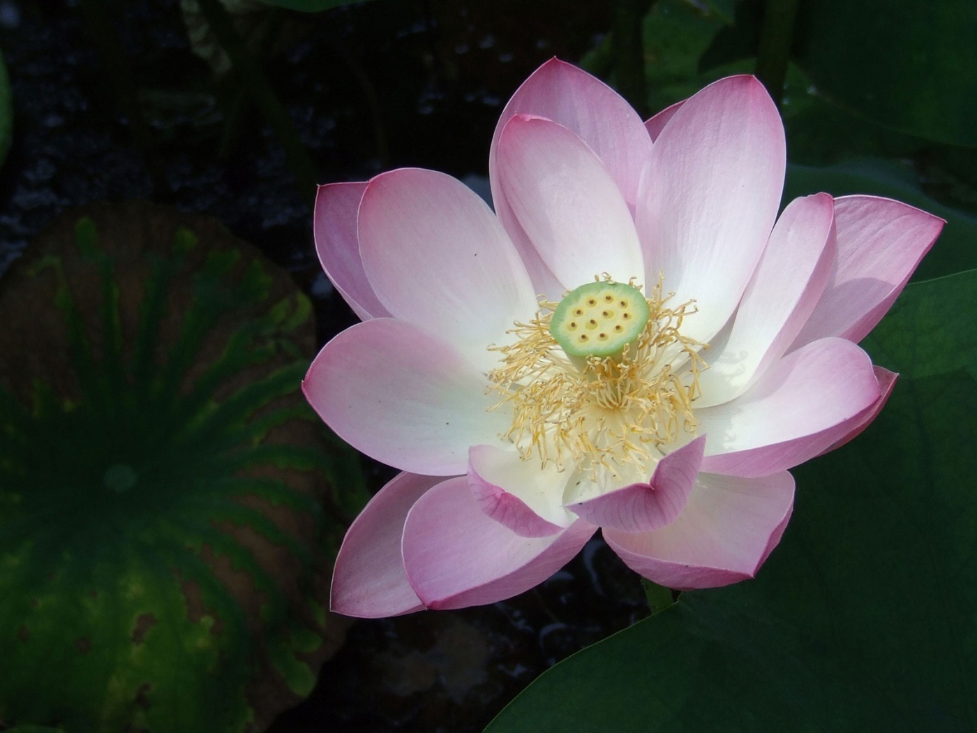 Розовая лилия на воде