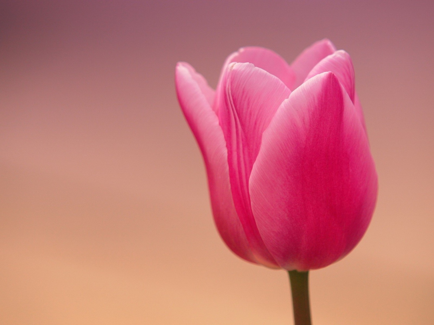 Розовый тюльпан на розовом фоне