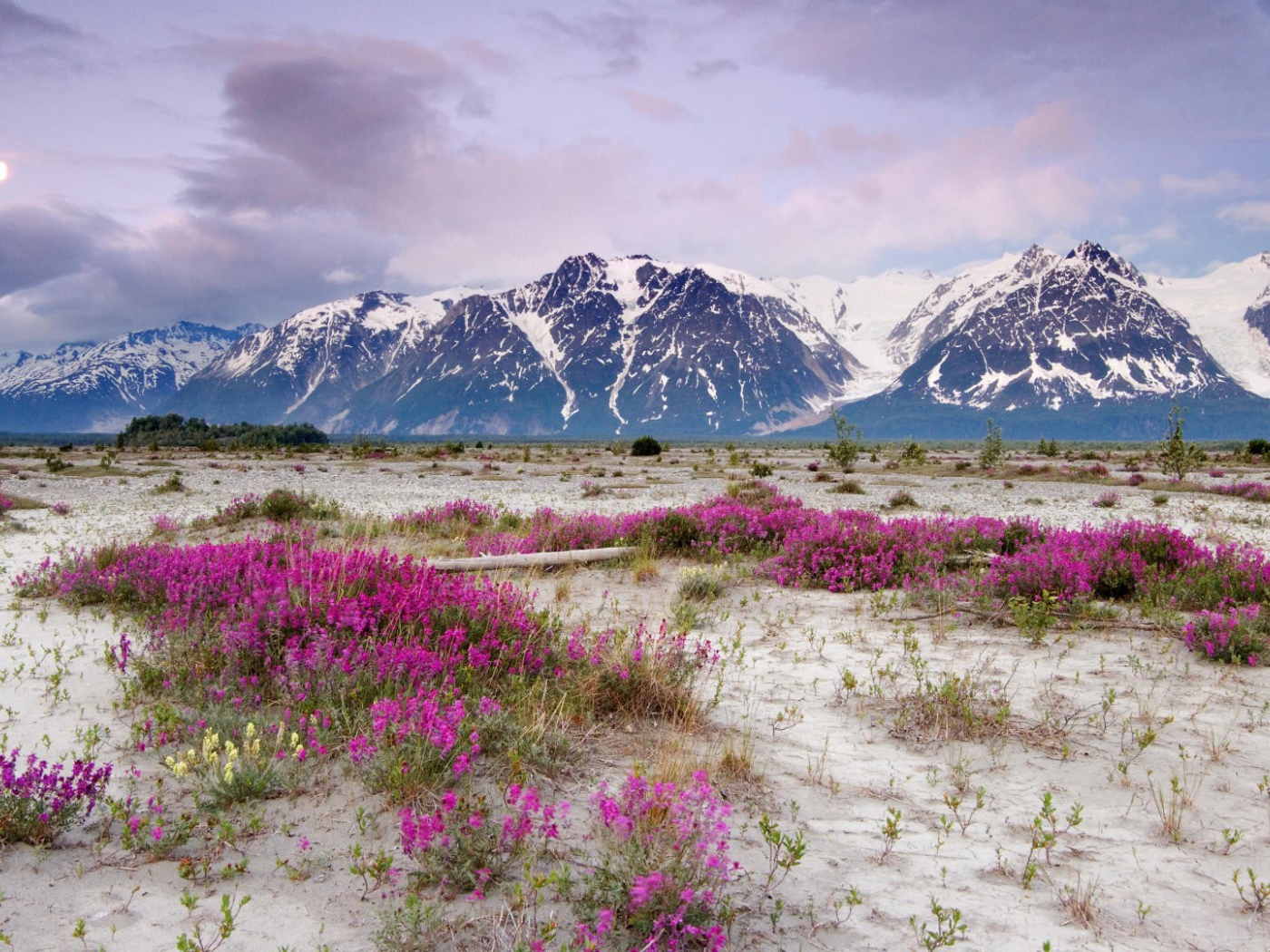 Сиреневые цветы на песке в горах