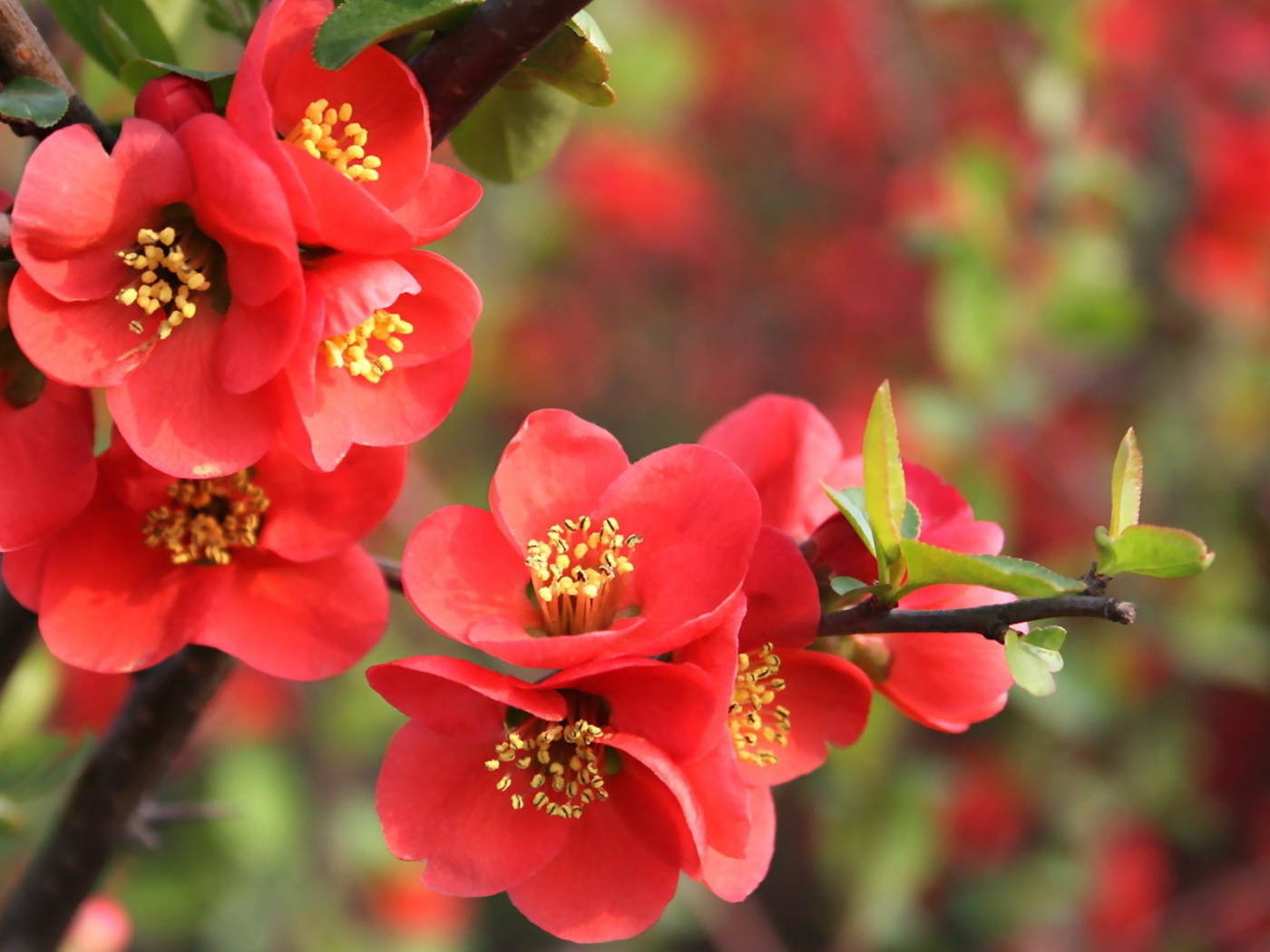 Красные цветы на дереве