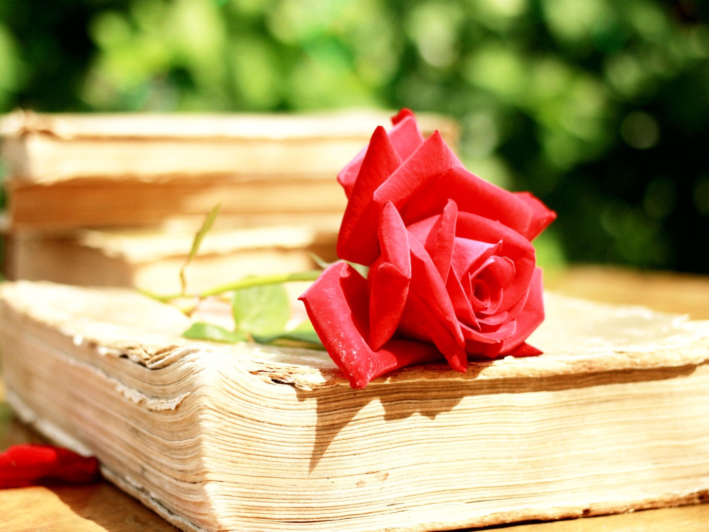 Алая роза на старой книге