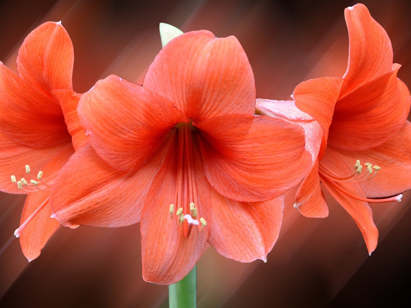 Три красных лилии