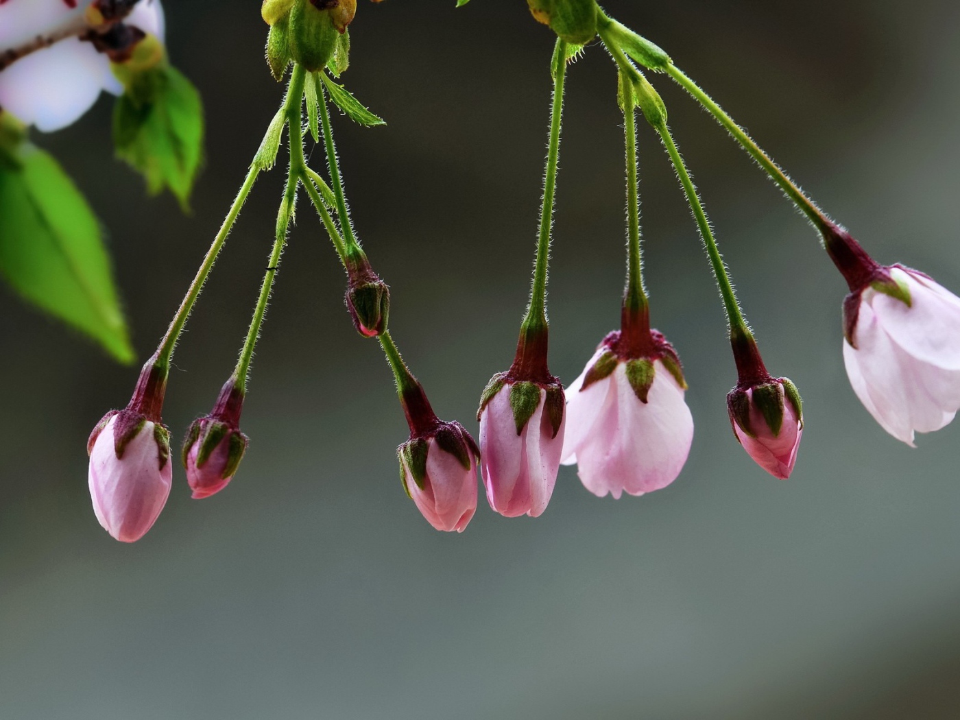 Две кисточки распускающихся цветов сакуры