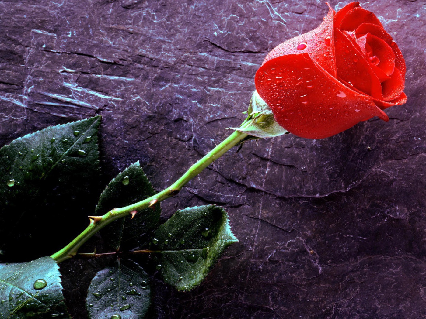 Мокрая роза на черном камне
