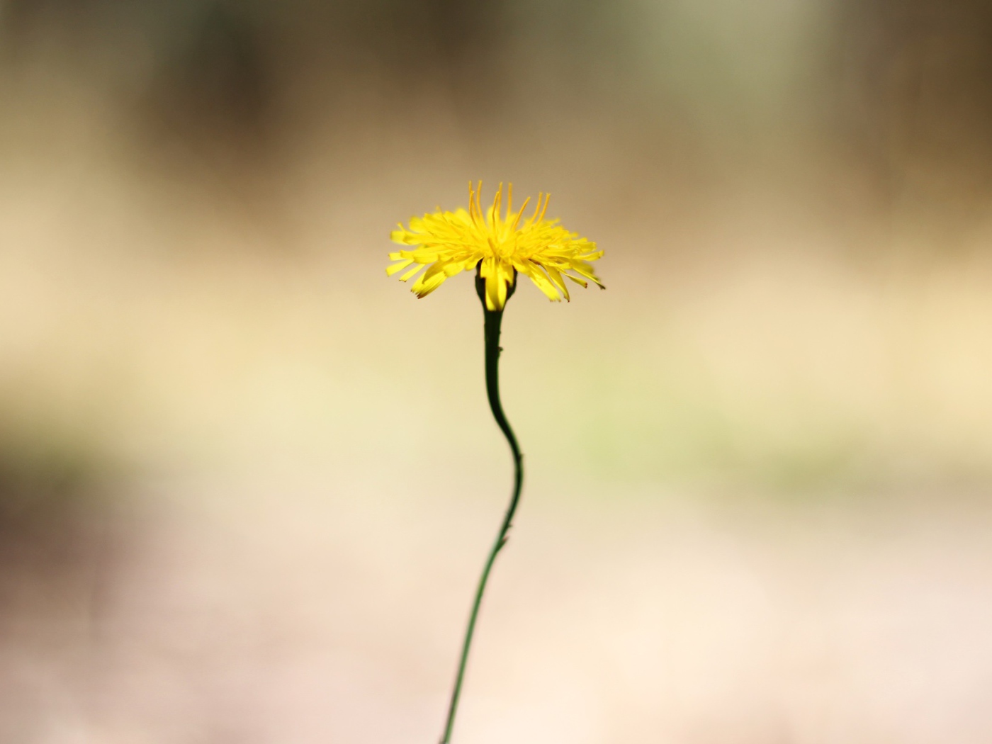 Желтый цветок на тонком стебле
