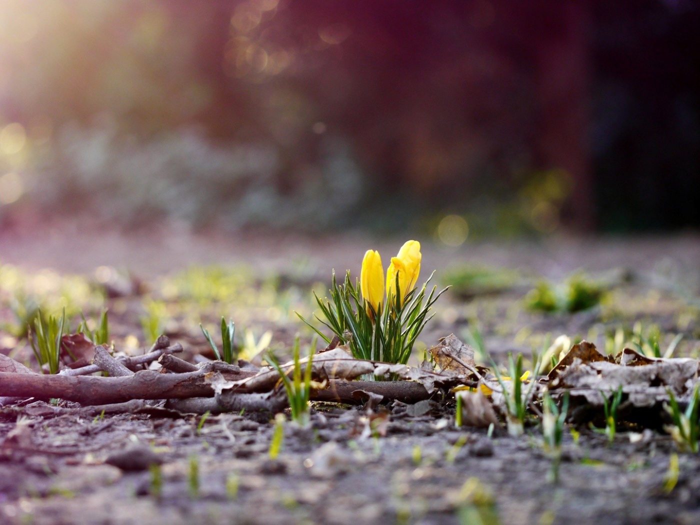 Желтые цветы пробиваются сквозь прошлогоднюю листву