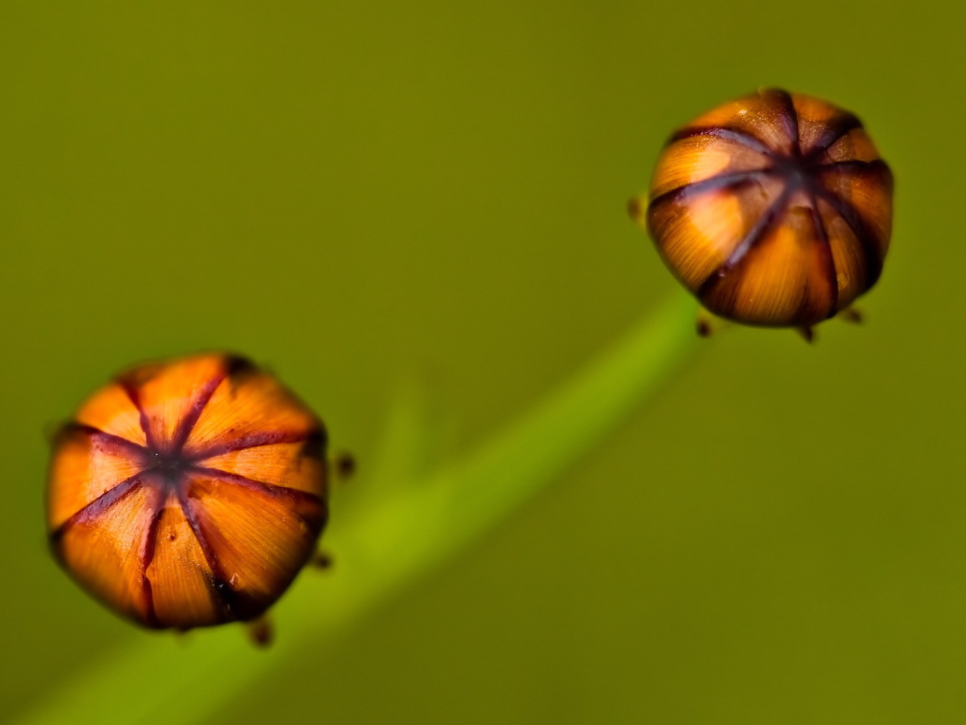 Бутоны цветка на зеленом фоне