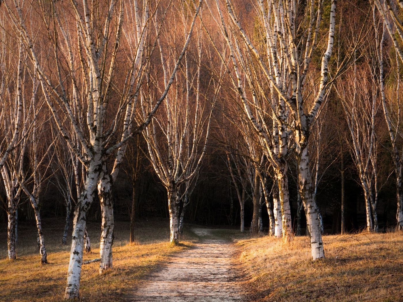 Голые деревья в березовой роще