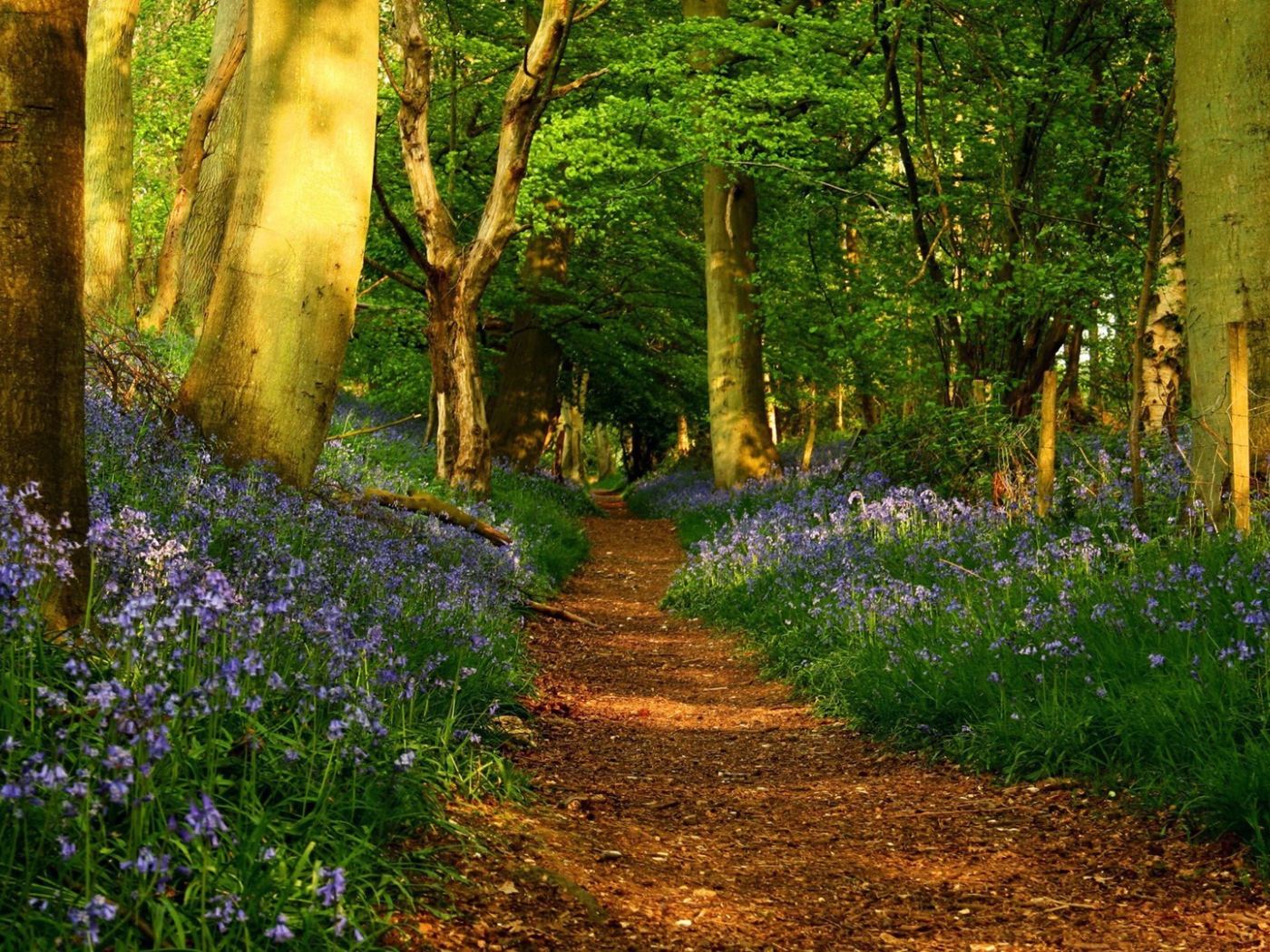 Голубые цветы по обочинам тропы в лесу