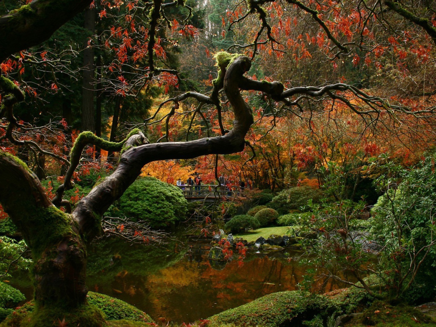 Засохшее дерево в японском саду