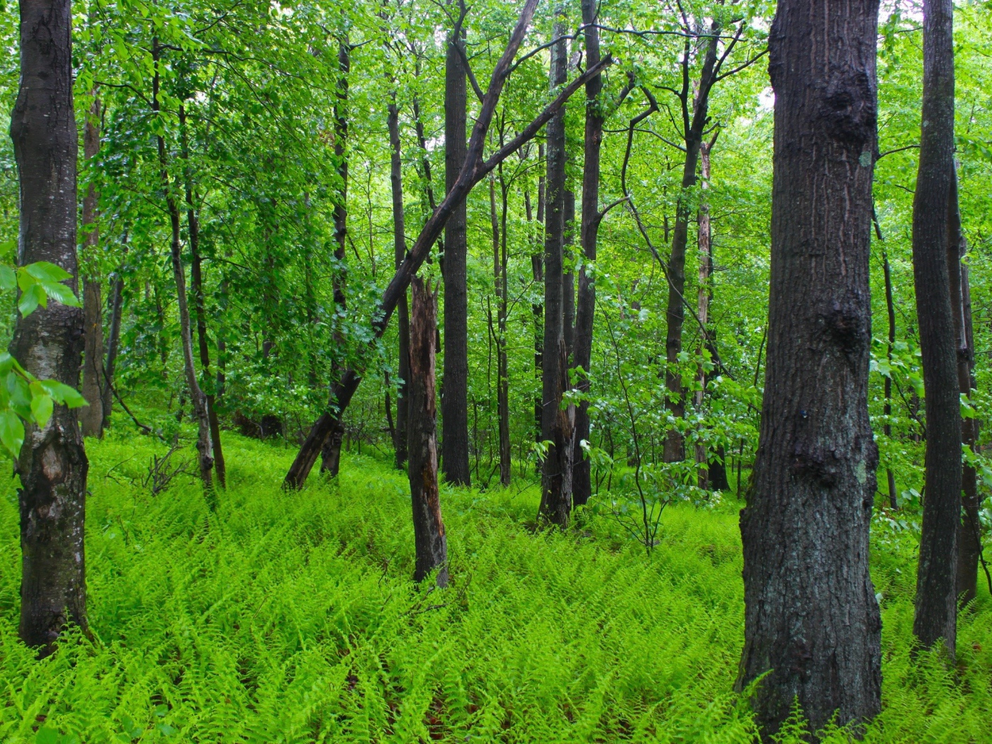 Заросли папоротника в лесу