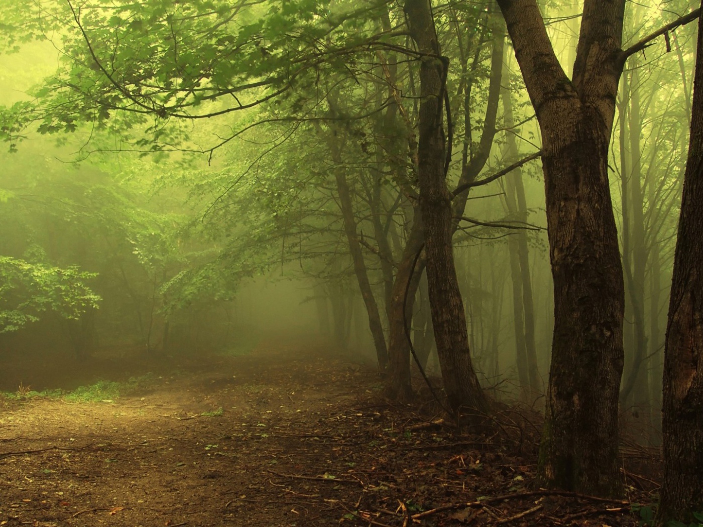 Туман в утреннем лесу