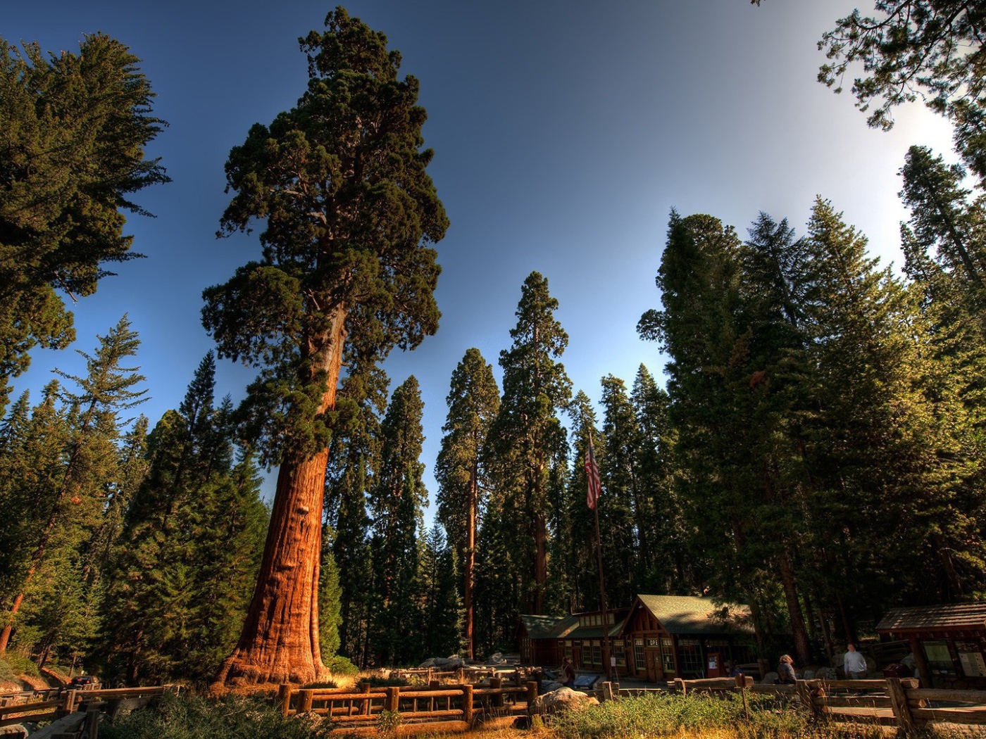 Домик лесника под могучими секвойями