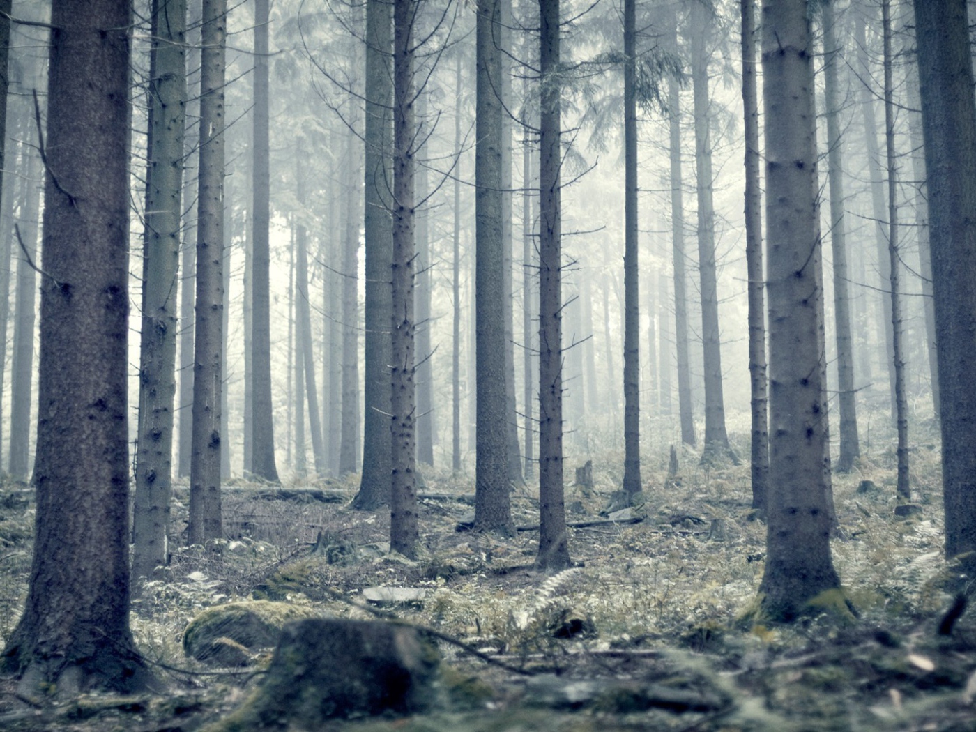 Мрачный серый лес